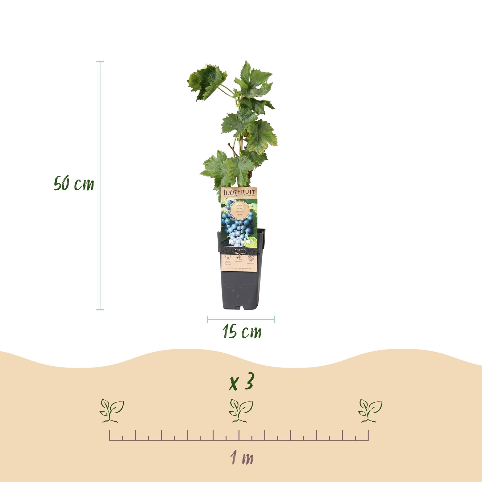 Blauwe Druif - Vitis vinifera Regent - 2 planten - Pot 15cm Hoogte 50cm
