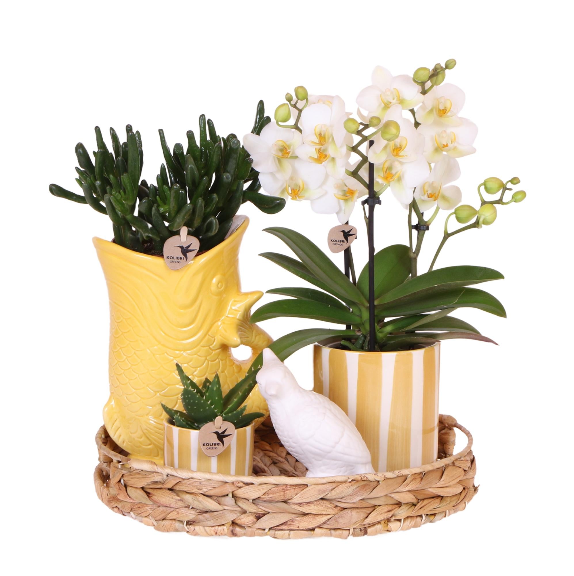 Kolibri Company | Coffret cadeau Coucher de soleil méditerranéen | Ensemble de plantes comprenant une orchidée Phalaenopsis blanche Lausanne et des succulentes, avec pots décoratifs en céramique