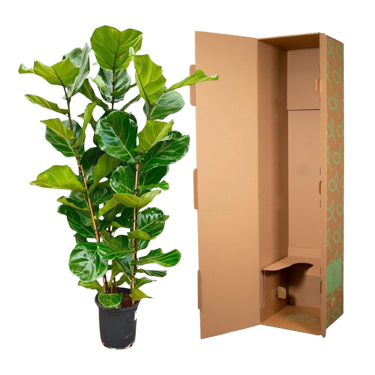 Arbuste Ficus lyrata - 155 cm - Ø27
