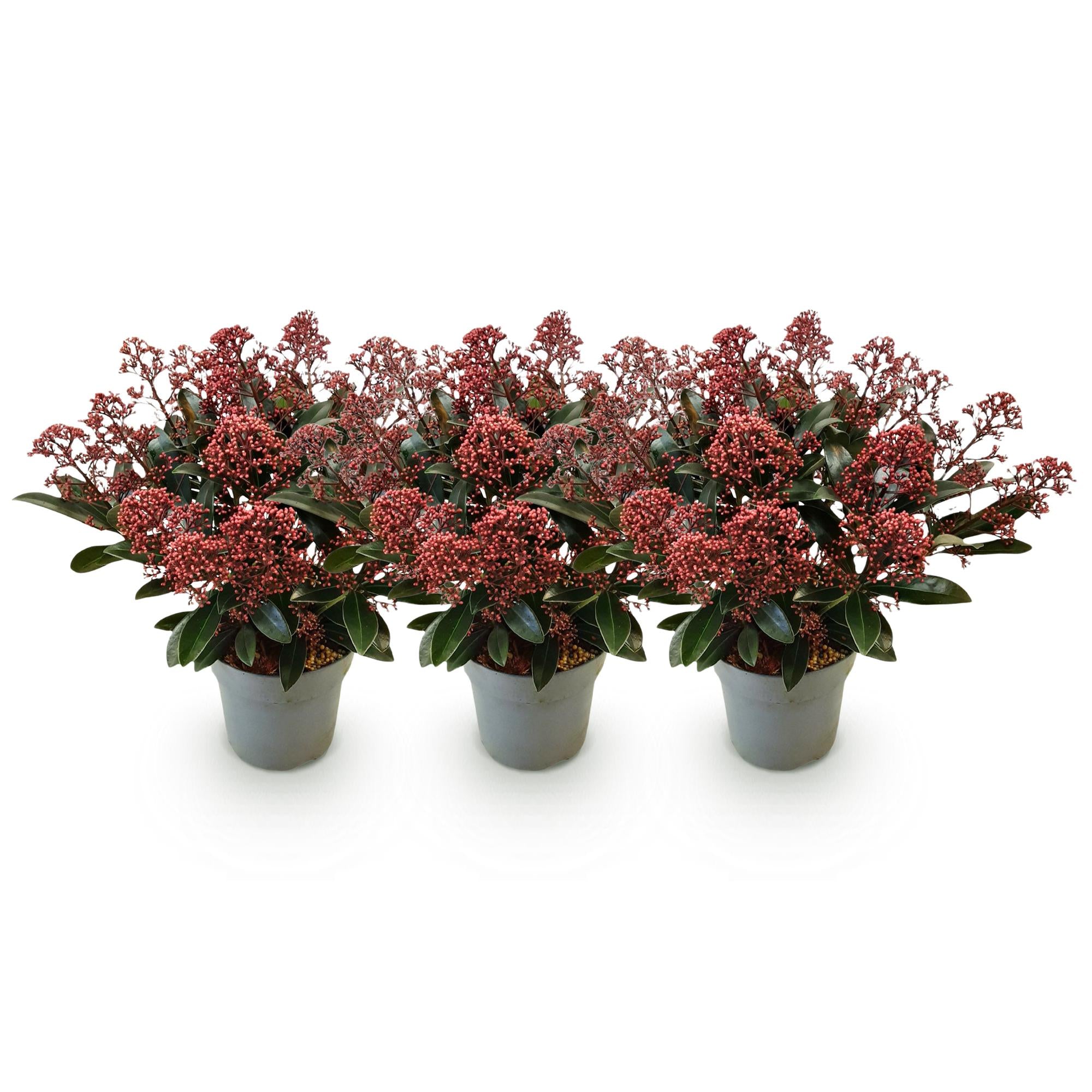 Skimmia japonica Rubella - Boem Rood - 15+ Bloemen - 3 Planten - Winterhard - Pot 15cm Hoogte 30cm
