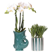 Kolibri-Orchideen | Set aus weißer Amabilis-Orchidee in einem grünen Fischtopf und Sukkulente in einem grün gestreiften Topf – Topfgröße Ø 9 cm | Blühende Zimmerpflanze – frisch vom Züchter