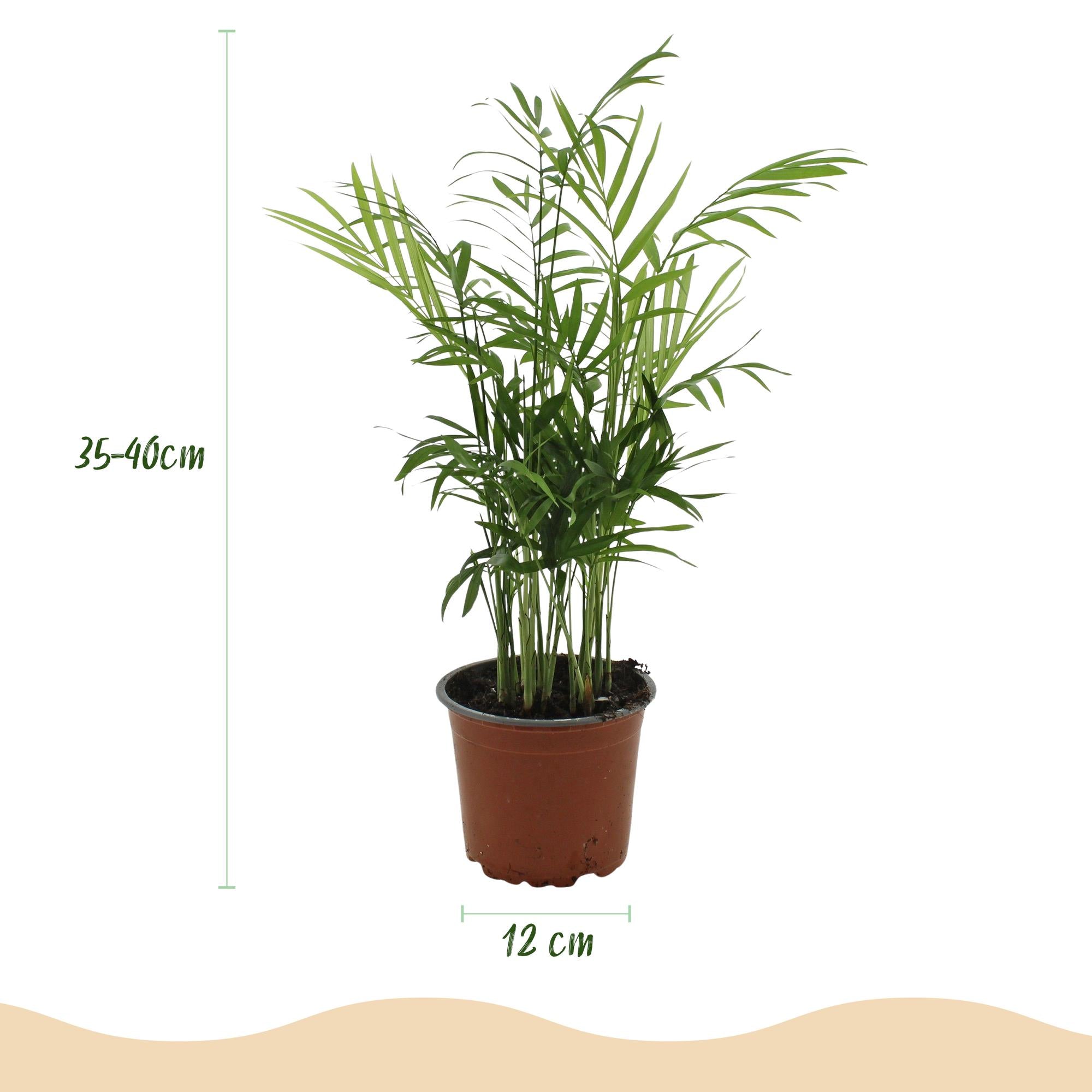 Chamaedorea elegans - Goudpalm - Huisdiervriendelijke Plant - Groen - 1 Plant - met Potter Grijs - Pot 12cm - Hoogte 15cm