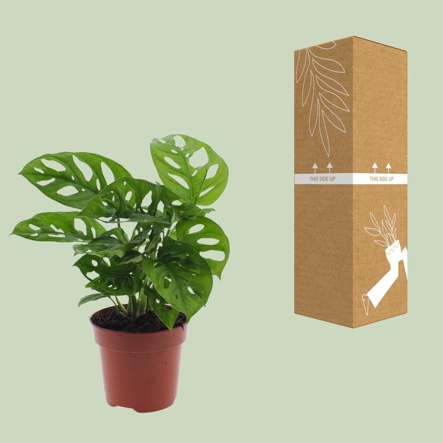 Monstera Monkey Leaf (Planta de agujero) - Ø12 cm - ↕30 cm