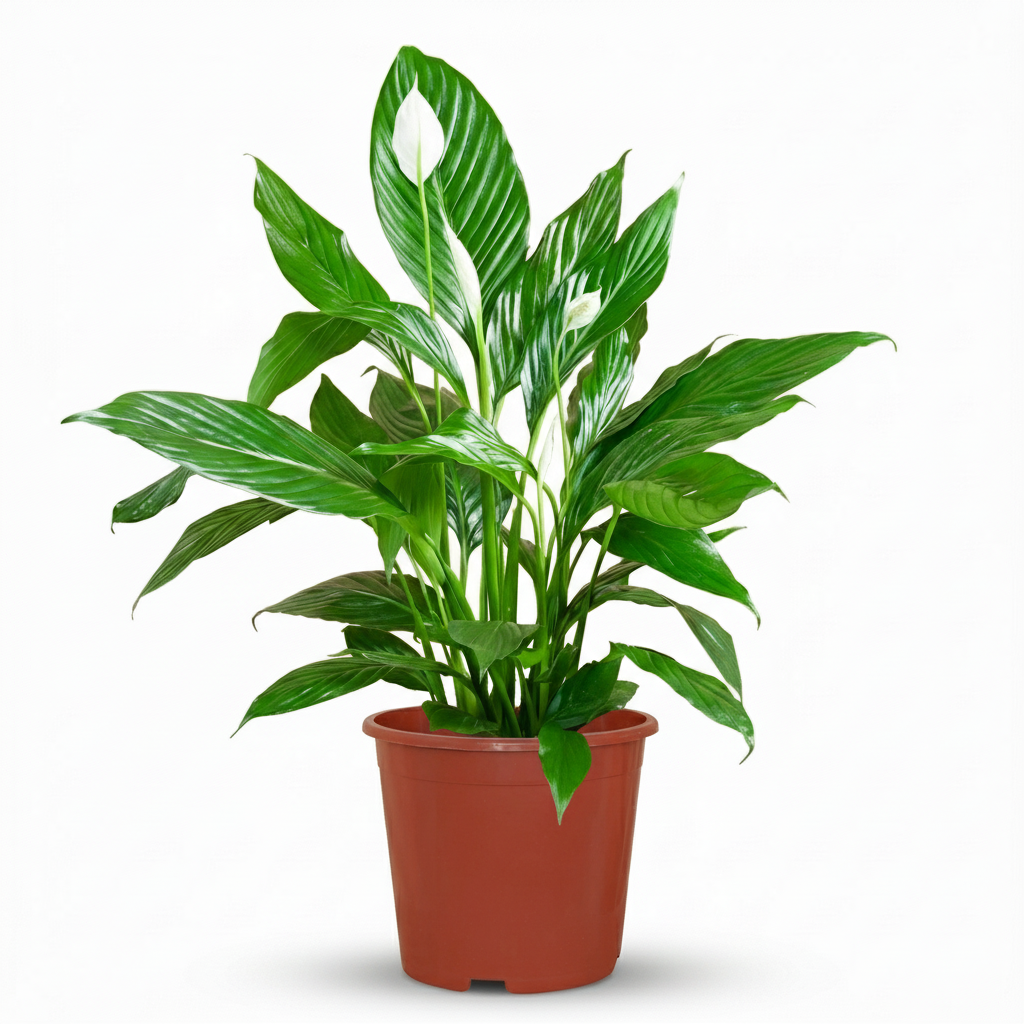 Lepelplant - Spathiphyllum - Wit - Weinig onderhoud - 1 Plant - Pot 19cm - Hoogte 70 - 80cm