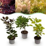 Cotinus coggyria Tricolour - Paars-Groen-Geel - 3 Planten - Bladverliezend - Weinig Onderhoud - Pot 12cm Hoogte 35cm