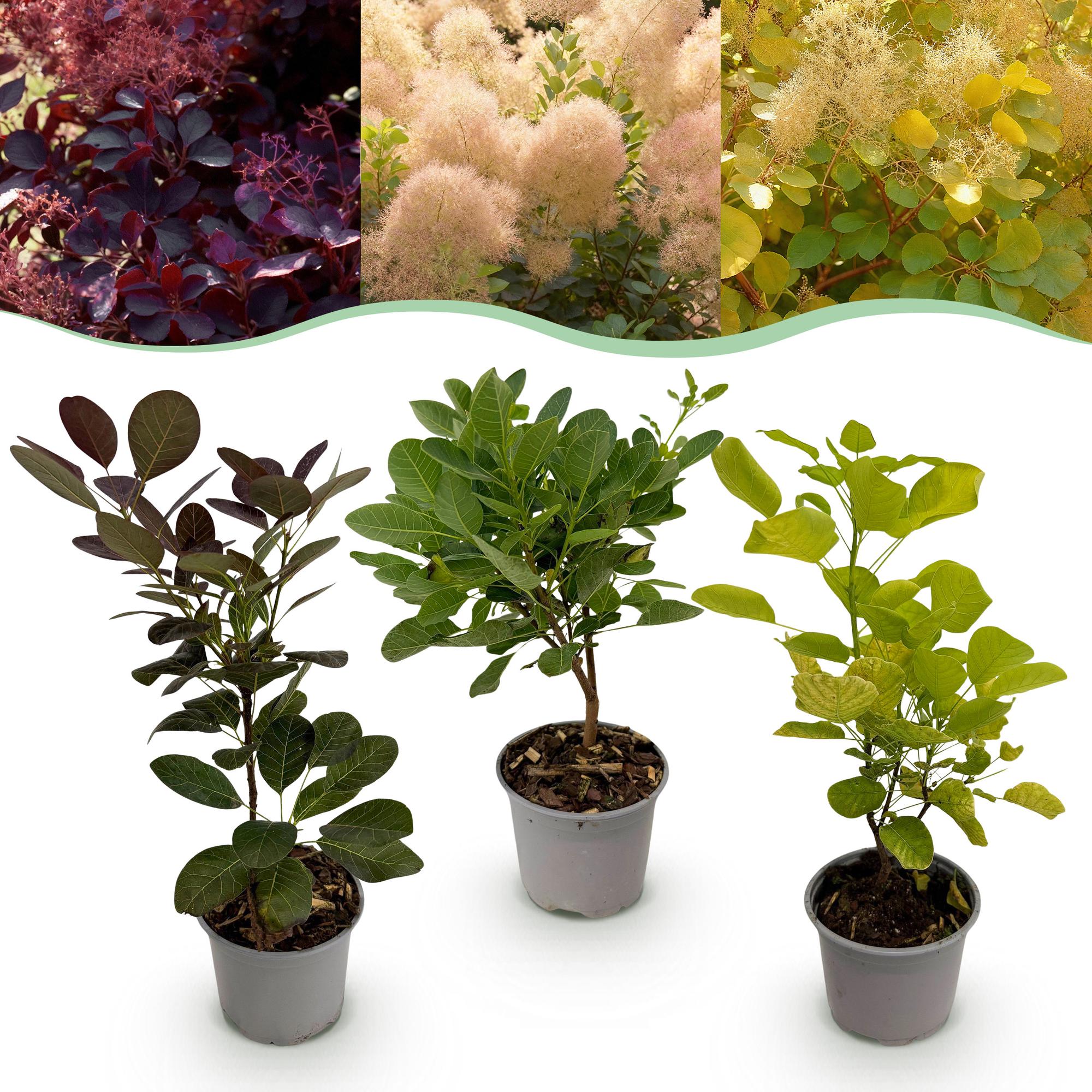 Cotinus coggyria Tricolour - Paars-Groen-Geel - 3 Planten - Bladverliezend - Weinig Onderhoud - Pot 12cm Hoogte 35cm