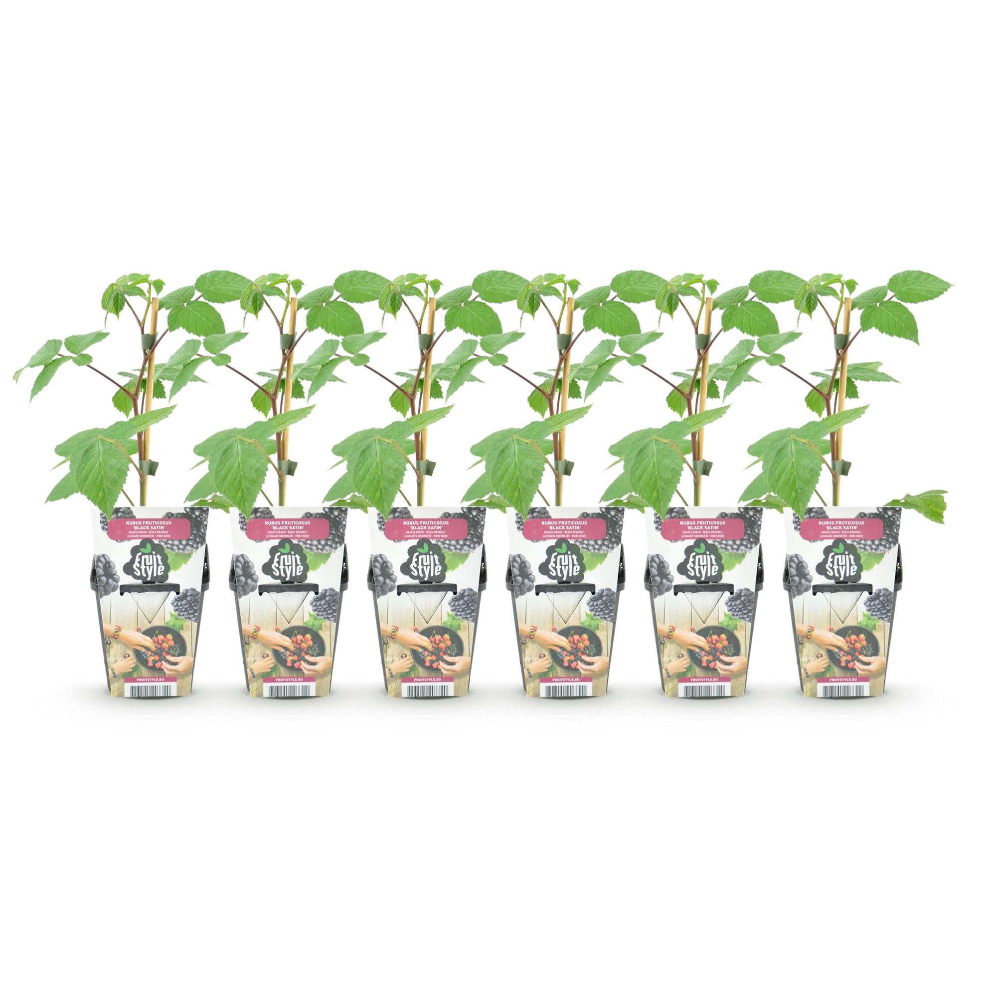 Braam - Rubus Black Satin - Winterhard - 6 Planten - Pot 9 cm - Zwarte Braam
