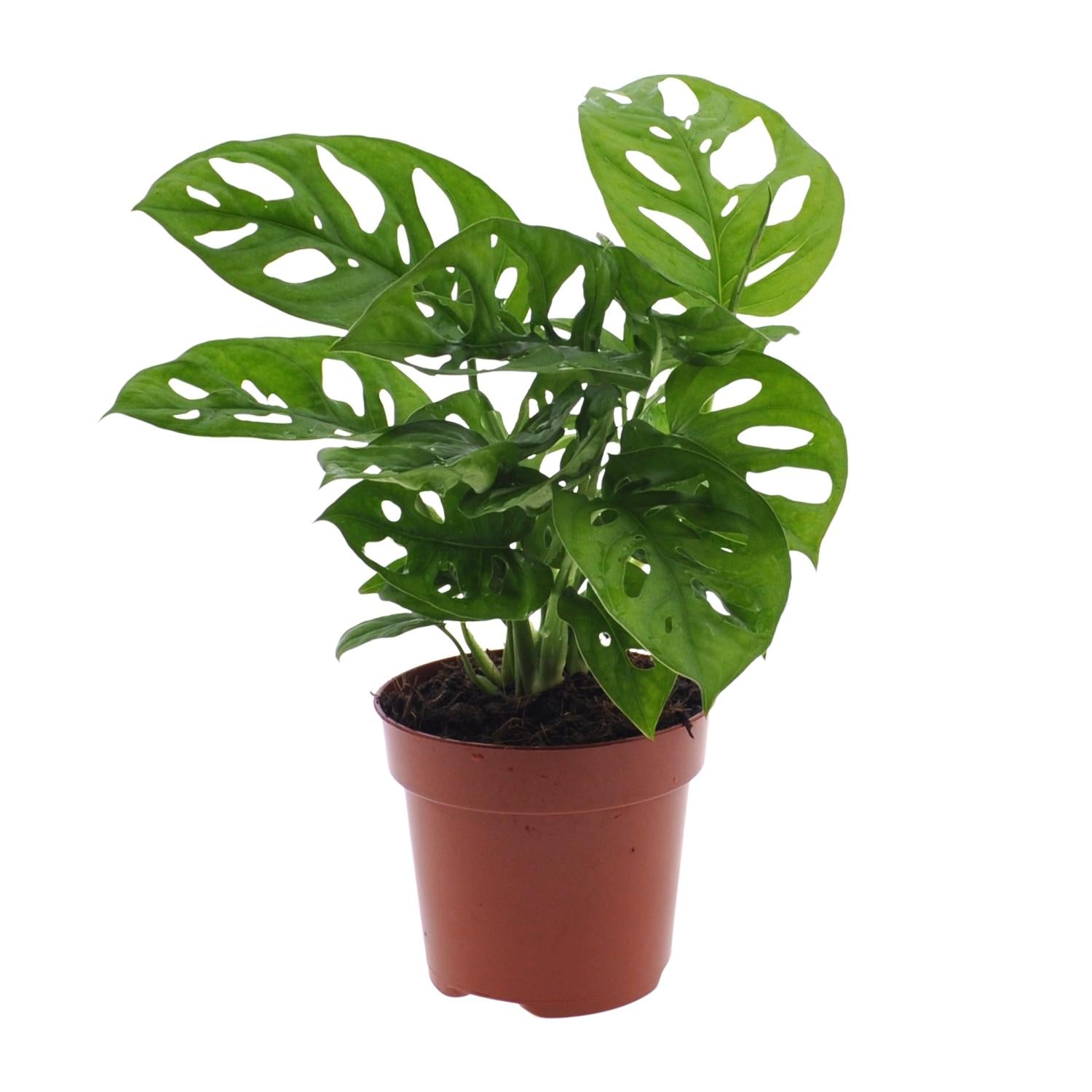 Monstera Monkey Leaf (Planta de agujero) - Ø12 cm - ↕30 cm