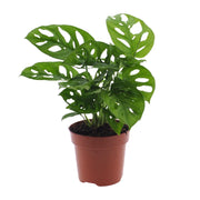 Monstera Monkey Leaf (Planta de agujero) - Ø12 cm - ↕30 cm