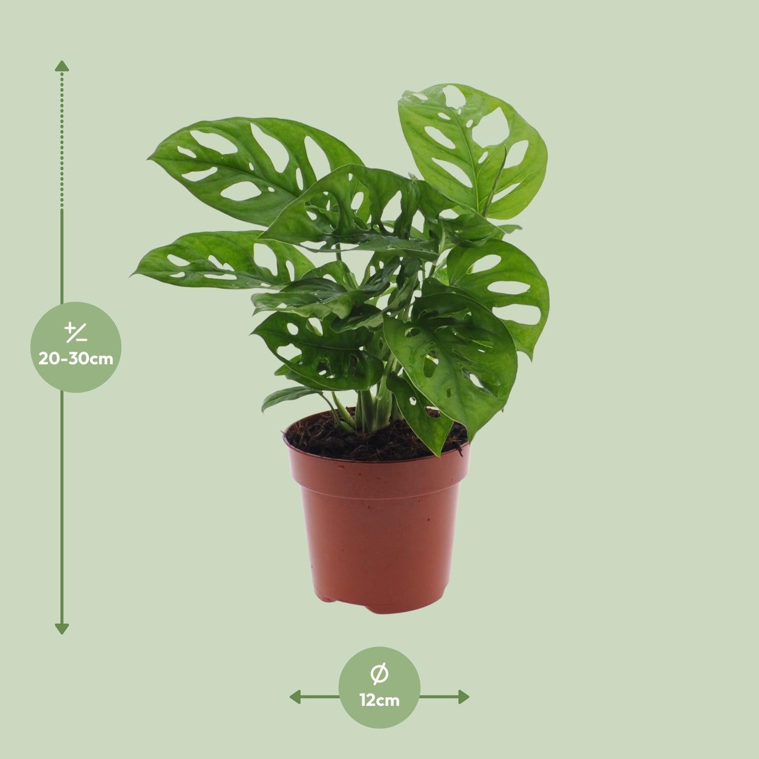 Monstera Monkey Leaf (Planta de agujero) - Ø12 cm - ↕30 cm