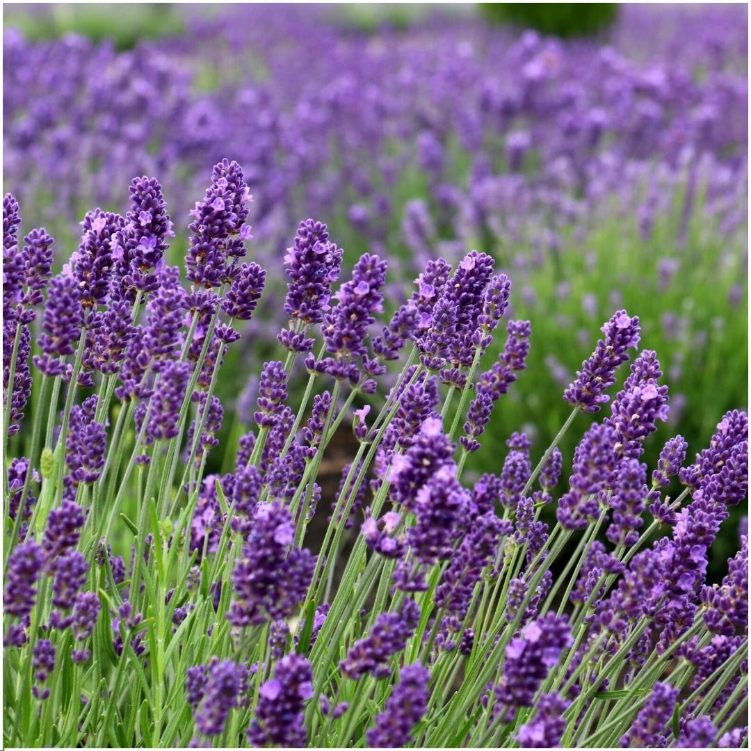Lavandula angustifolia Felice®  in 'Old Look' sierpot - 13 cm pot - set van 3 echte Lavendels in Sierpot