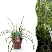 Carex morrowii Ice Dance  - Wit & Groen - 1 Planten - Groenblijvend - Winterhard - Pot 17cm Hoogte 50cm