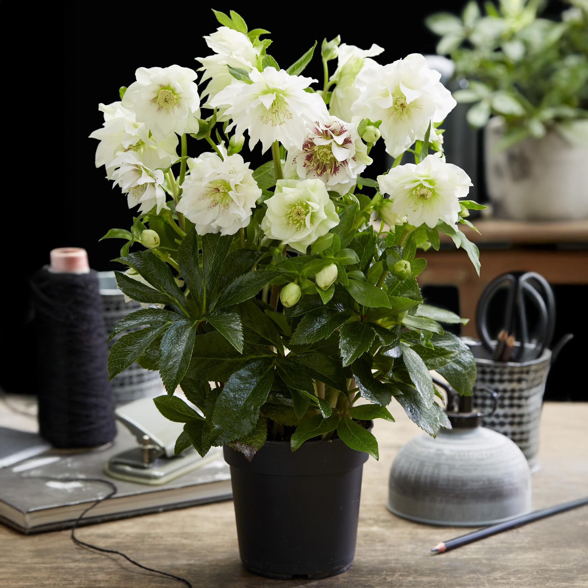 Lenten Rose - Helleborus orientalis Double Ellen White - Witte Bloem -1 Plant - Groenblijvend - Pot 14cm Hoogte 35cm