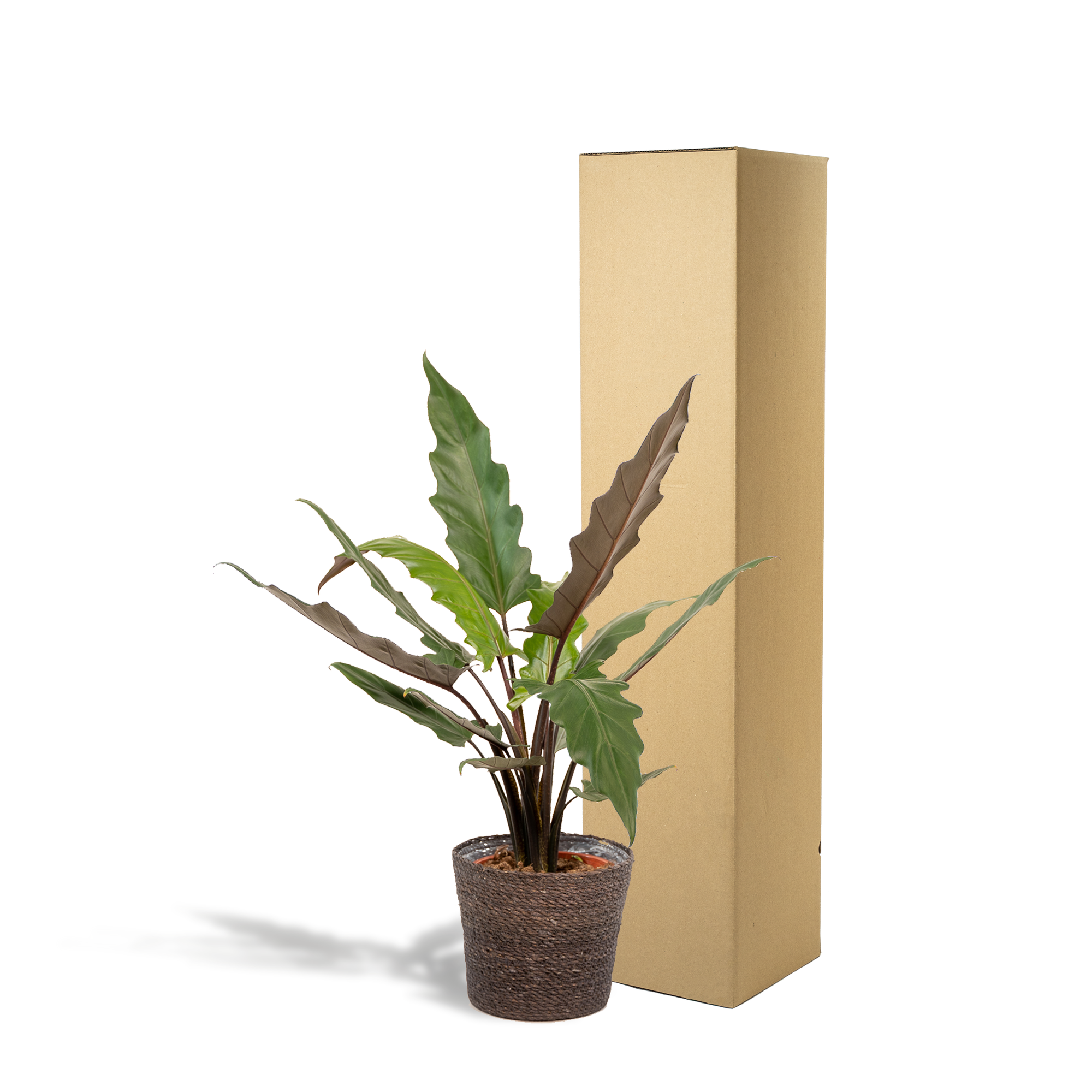 Alocasia Lauterbachiana - Ø19cm - ↕80cm + Panier Igmar
