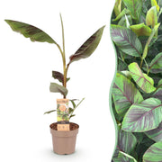 Japanse vezelbanaan - Musa Ever Red - Winterhard - Pot 21cm Hoogte 70-90cm