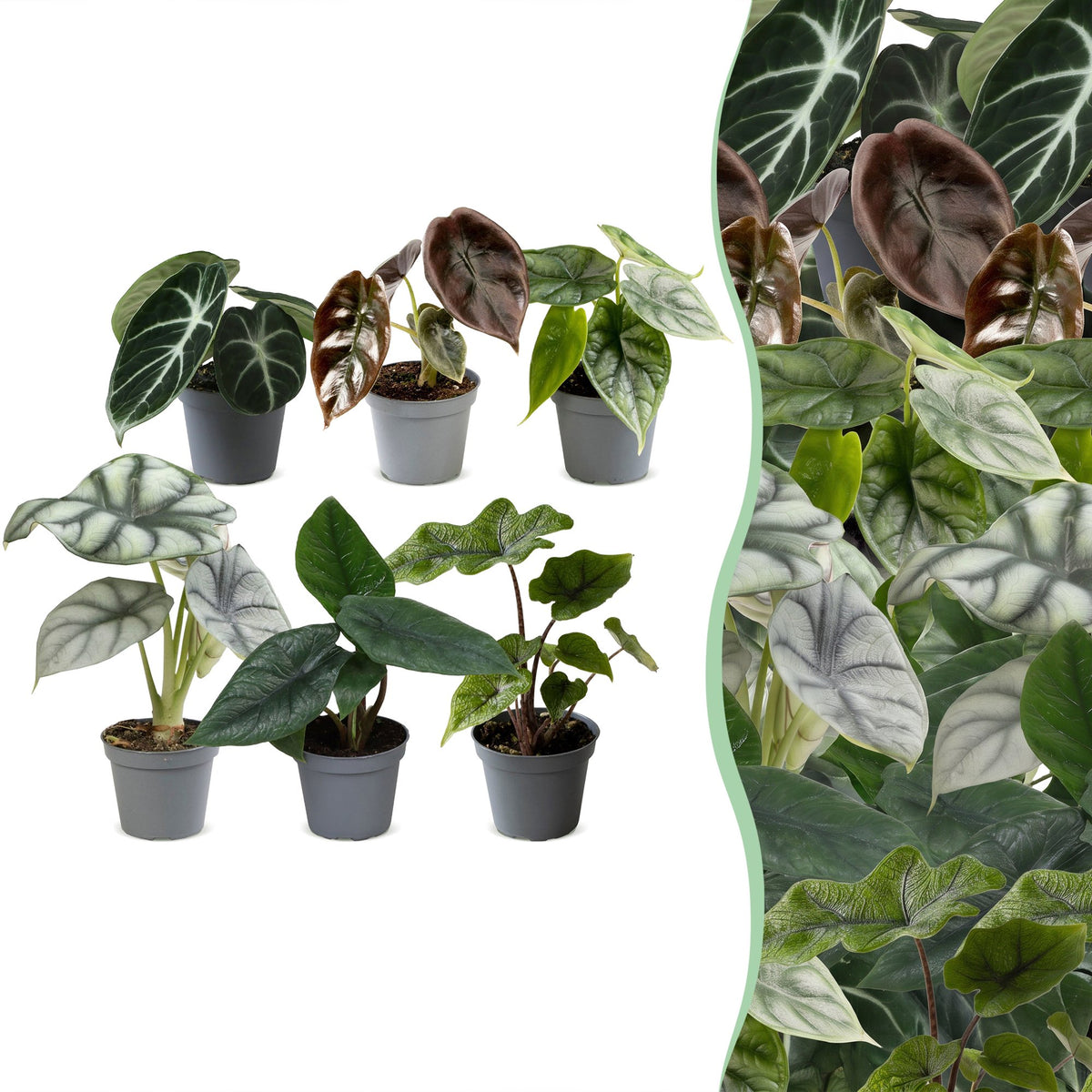 Baby Alocasia Familie 6x- Rood - Groen - Zwart - Zilver - Grijs - Tropisch - Ø6cm - ↕12cm