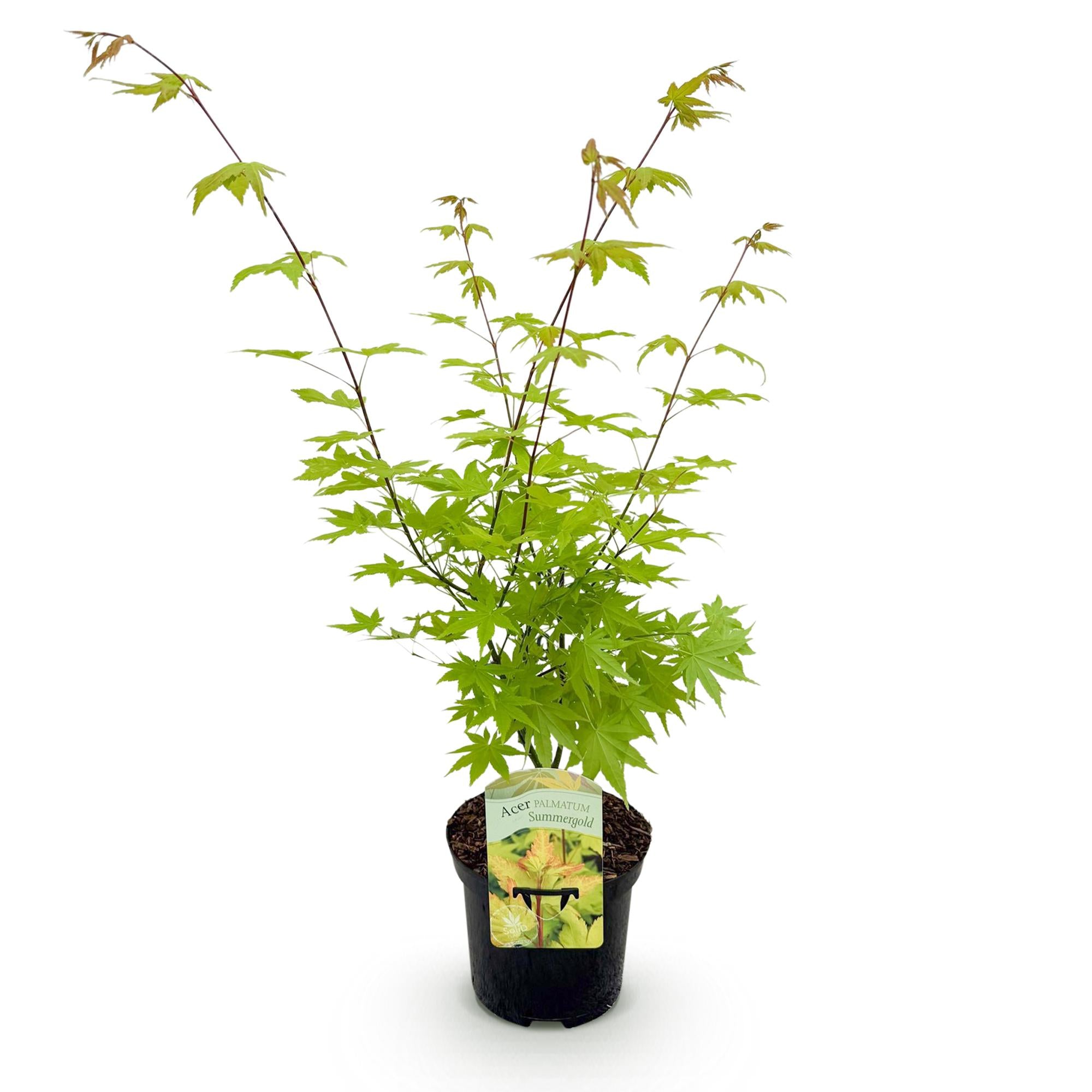 Japanse Esdoorn - Acer palmatum Summergold - Geel - 1 Plant - Bladverliezend - Pot 19cm Hoogte 70cm