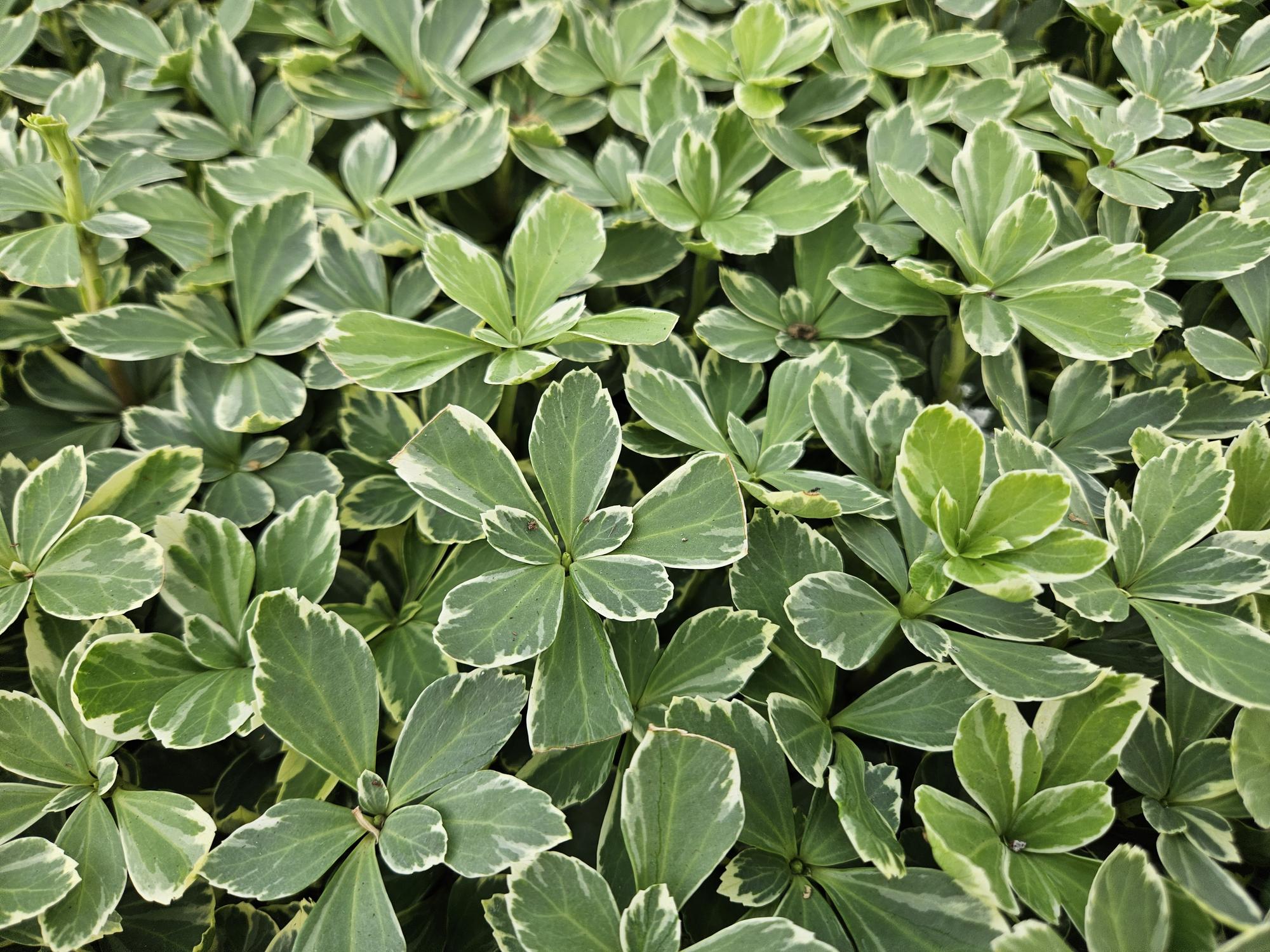 12x Pachysandra-Begriff. 'Variegata' - ↕10-25cm - Ø9cm