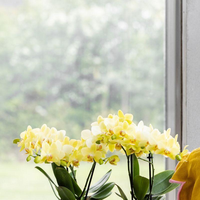 Kolibri Orchids | Gele Albenga orchidee + Bold Cognac sierpot – potmaat Ø9cm | bloeiende kamerplant – vers van de kweker