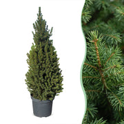Picea glauca Conica - 2x Kegelspar - Groen - Kerstboom - Ø26cm - ↕110cm