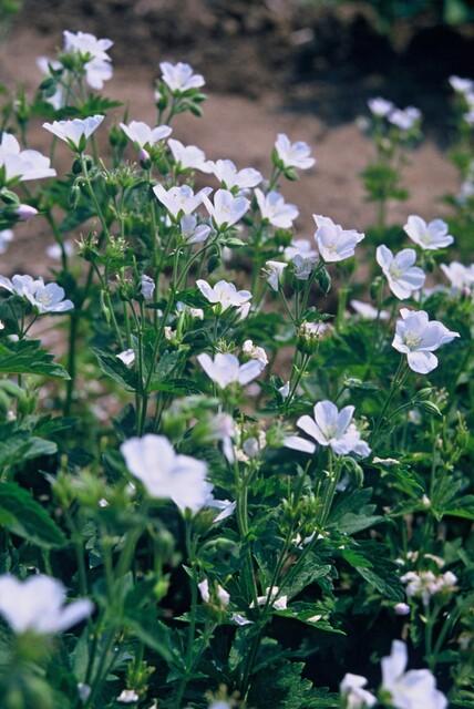 24x Geranium sang. 'Album' - ↕10-25cm - Ø9cm