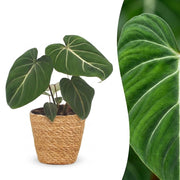 Philodendron Gloriosum - Glorie Philodendron - met Mand - Pot 12cm - Hoogte - 25cm