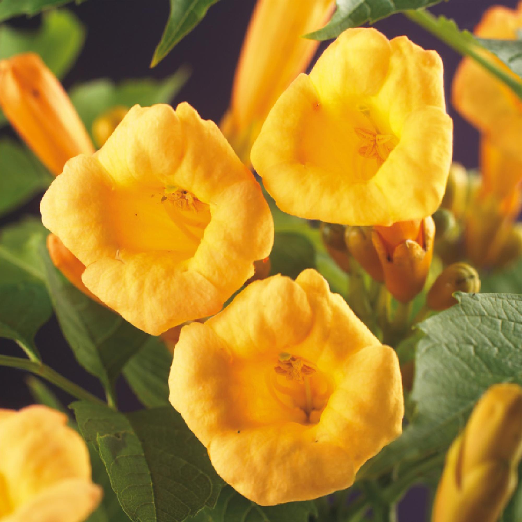 Green boutiQ - Fiore a tromba - Campsis radicans Flave - Fiore giallo - Bassa manutenzione - 2 piante - Vaso 11 cm Altezza 40 cm