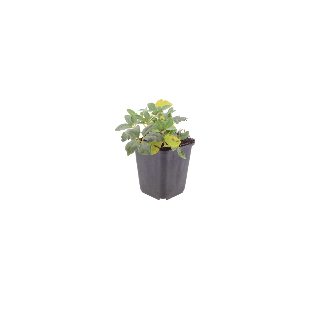 12x Helleborus niger - ↕10-25cm - Ø9cm