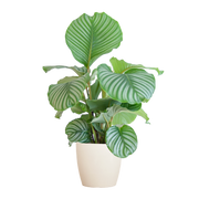 Calathea Orbifolia met Viber wit - 65cm - Ø21