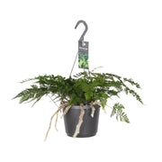 Davallia Bullata - Ø17cm - ↕30cm