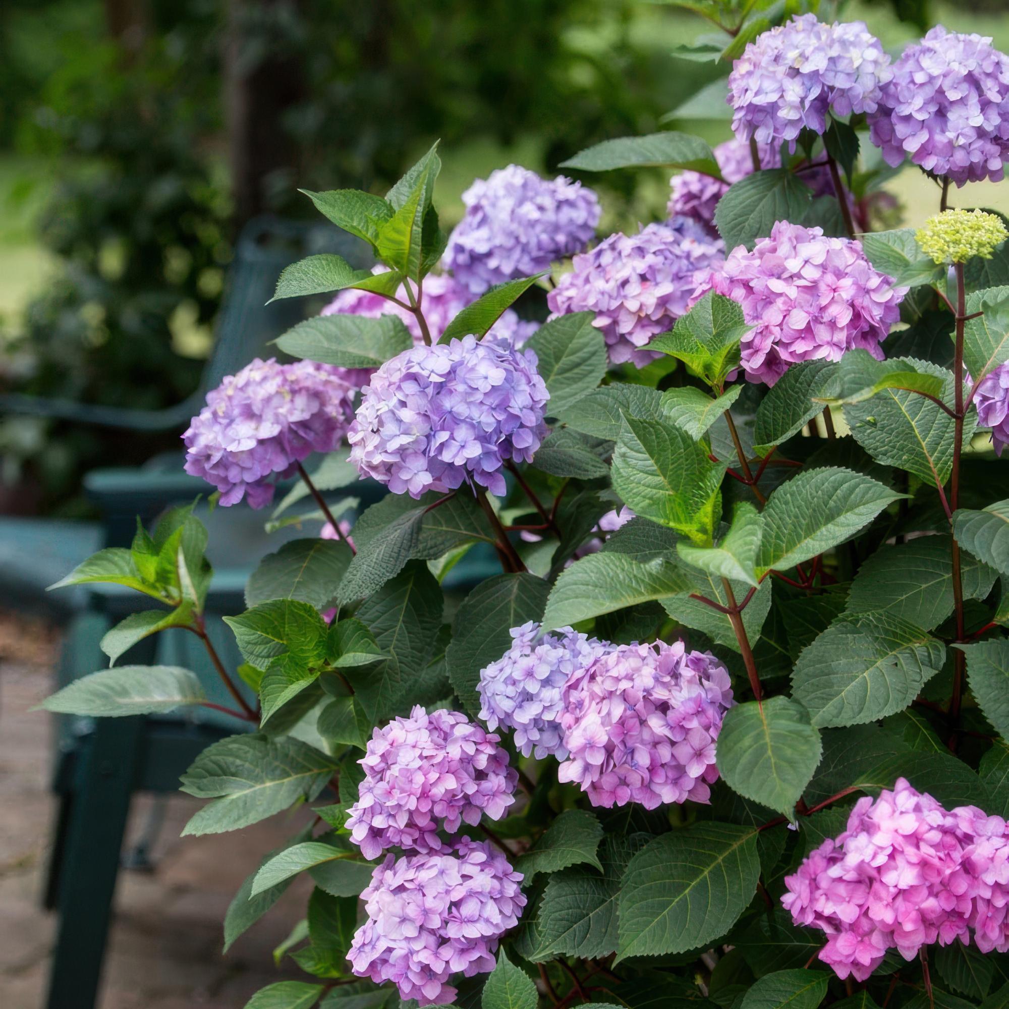 Hydrangea Endles Summer Summer Love Purple - Hortensia - Winterhard - Paars - 8 Planten - Pot 14cm - Hoogte 20-25cm