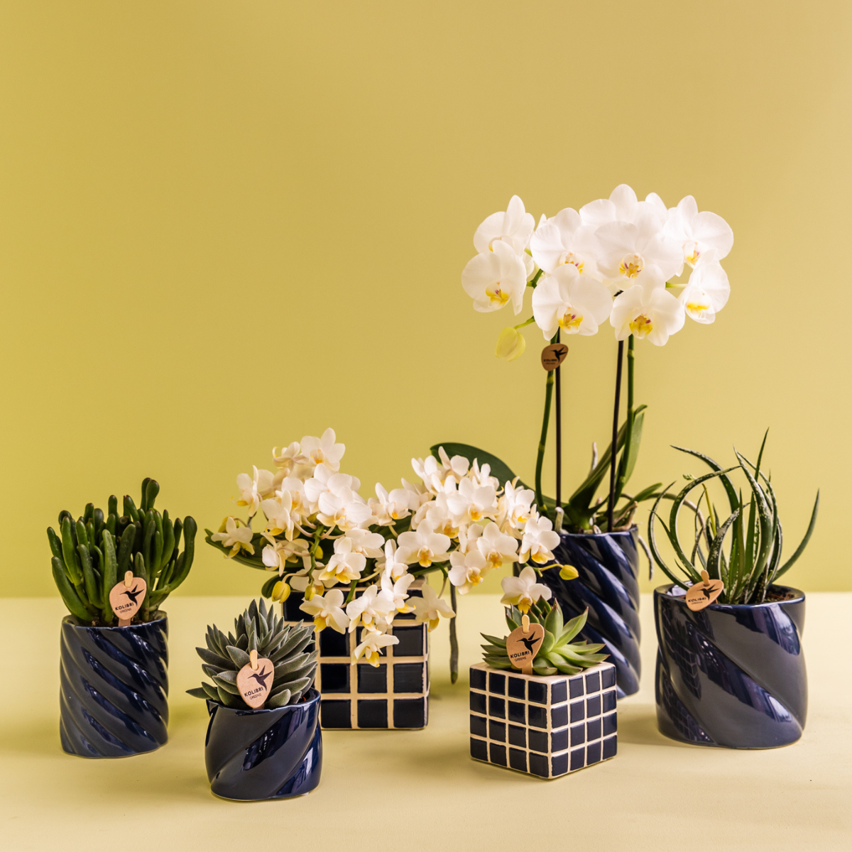 Kolibri Orchids | Conjunto de orquídeas Amabilis blancas y suculentas en macetas decorativas Candy azules - tamaños de maceta Ø9cm y Ø6cm | planta de interior con flor - recién cultivada