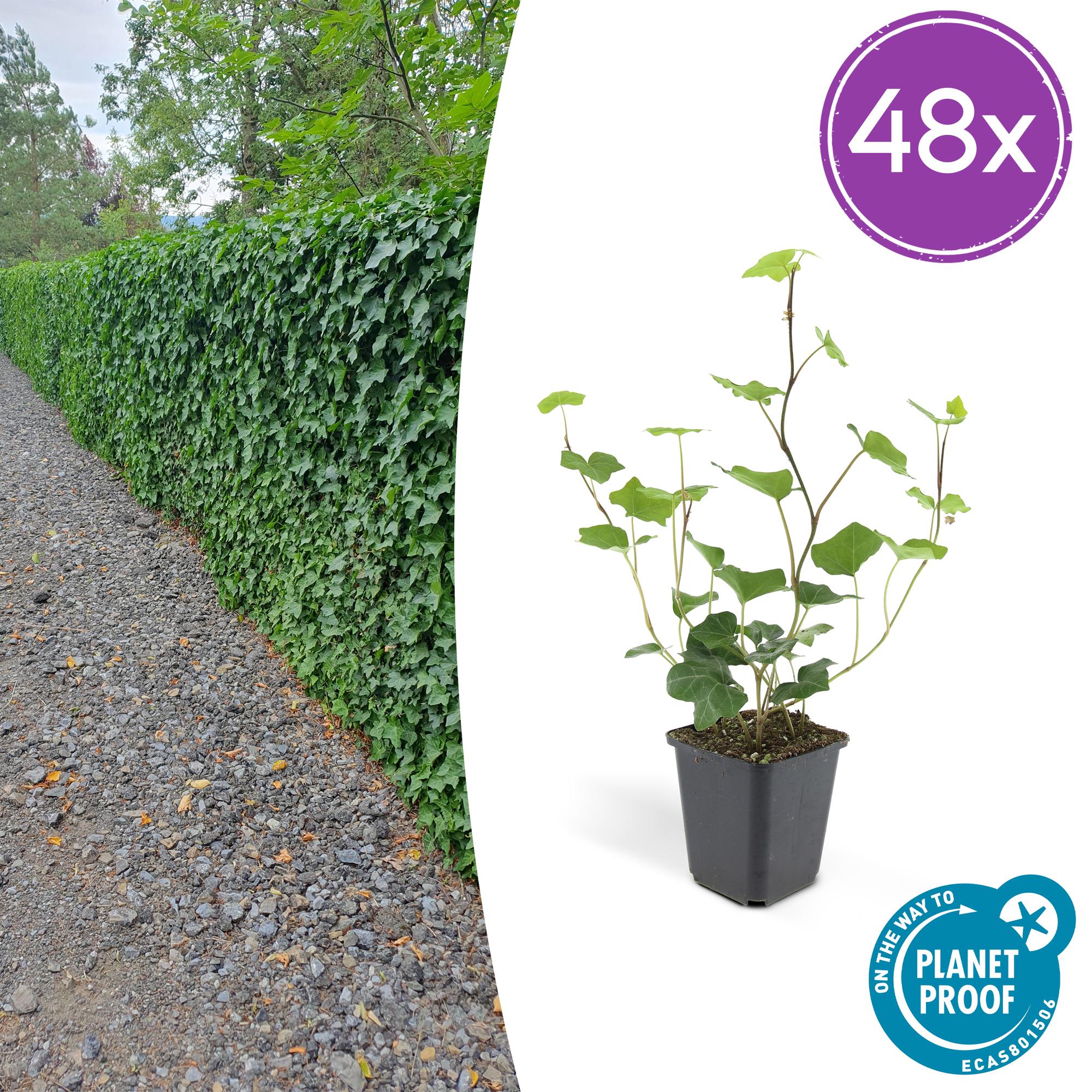 48x Hedera Hibernica - ↕10-25cm - Ø9cm