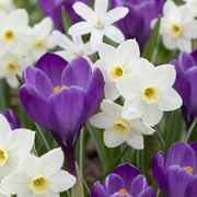 50x Lökskärm Trädgård - Blomlökar - Diverse - Sommarblommande - Lökstorlek 10/12