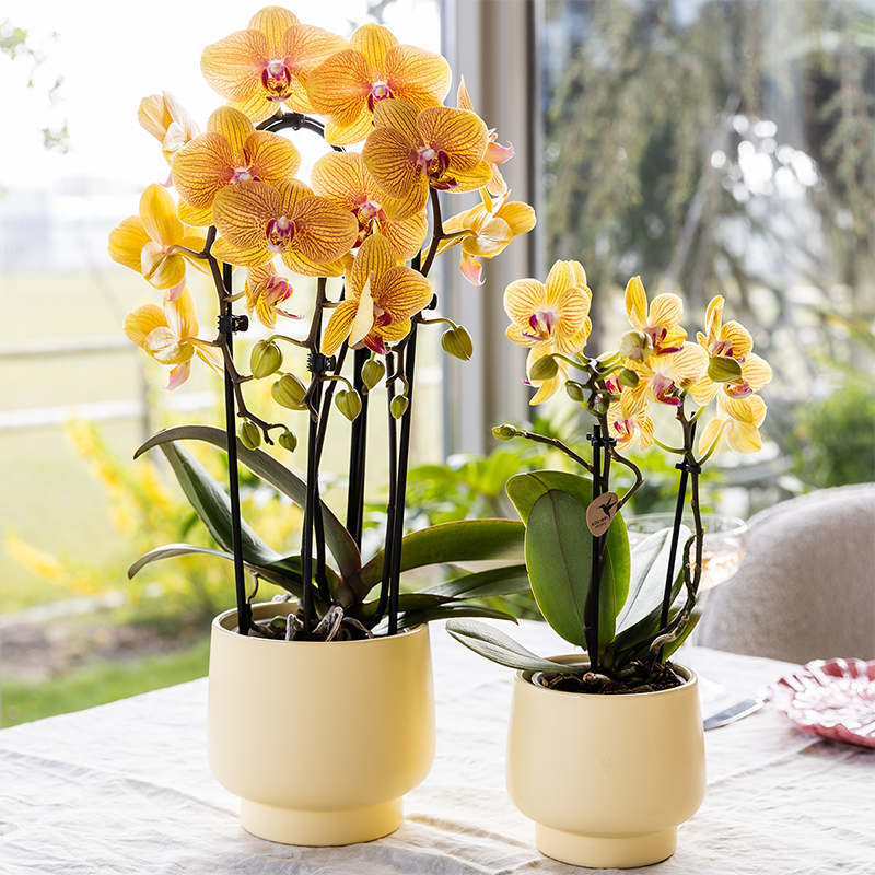 Kolibri Orchids | Orquídea Phalaenopsis naranja en maceta de 12 cm de diámetro | Sunny Bunny | Planta de interior con flor - recién cultivada