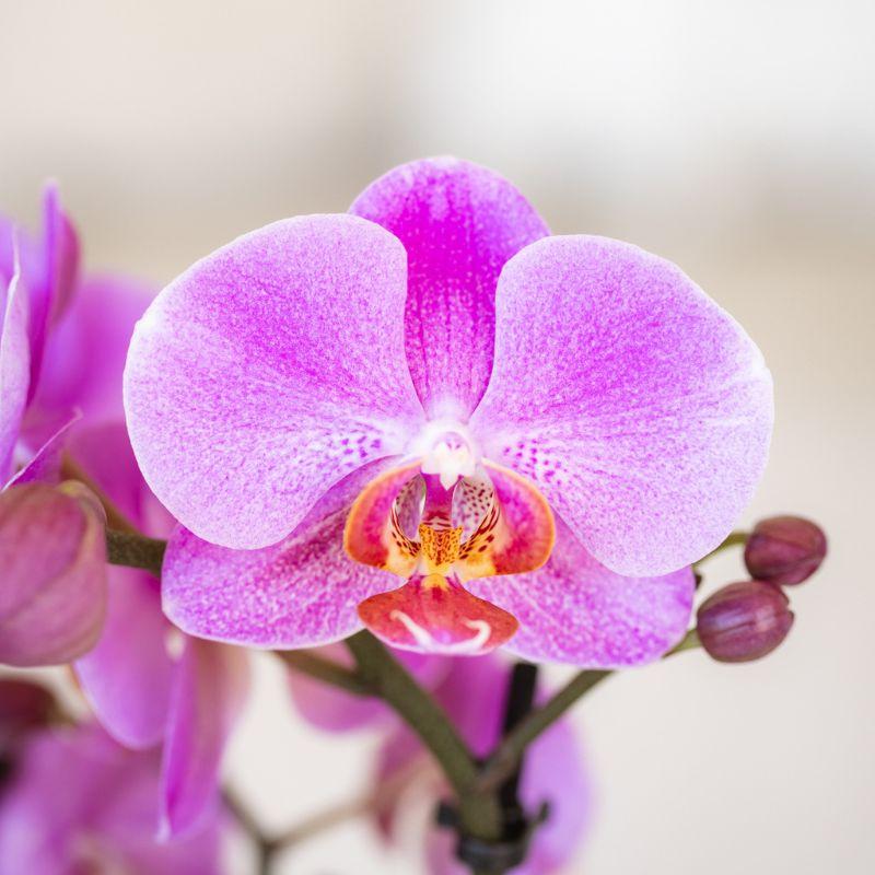 Kolibri Orchids | Purple-pink phalaenopsis orchid pot size Ø9cm | Frederikstad | flowering houseplant - fresh from the grower