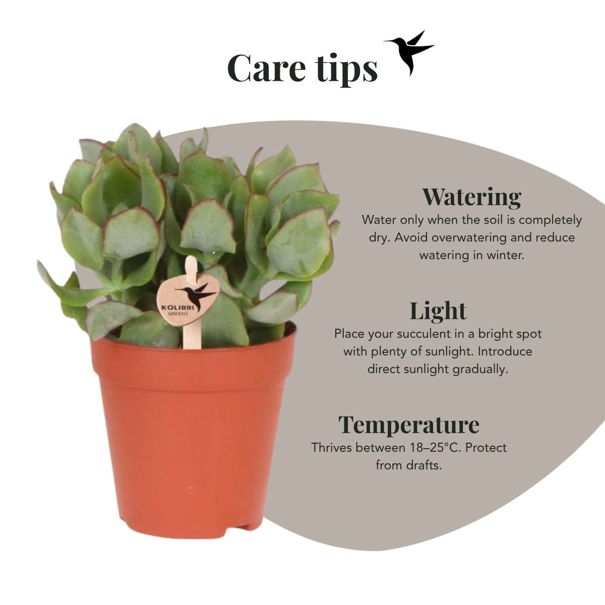 Kolibri Greens | Vetplant Crassula Arborescens - Ø9cm