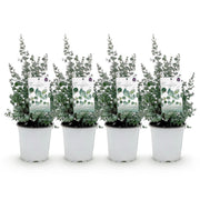 Eucalyptus boom - Eucalyptus gunni  - Grijs - 4 Planten - Winterhard - Pot 17cm Hoogte 40cm