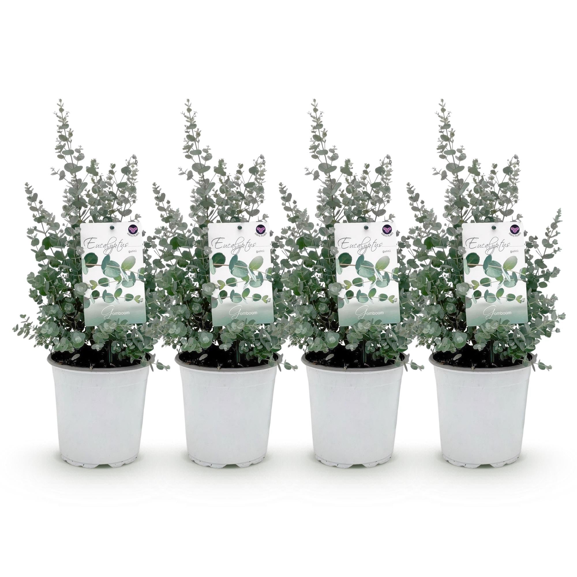Eucalyptus boom - Eucalyptus gunni  - Grijs - 4 Planten - Winterhard - Pot 17cm Hoogte 40cm