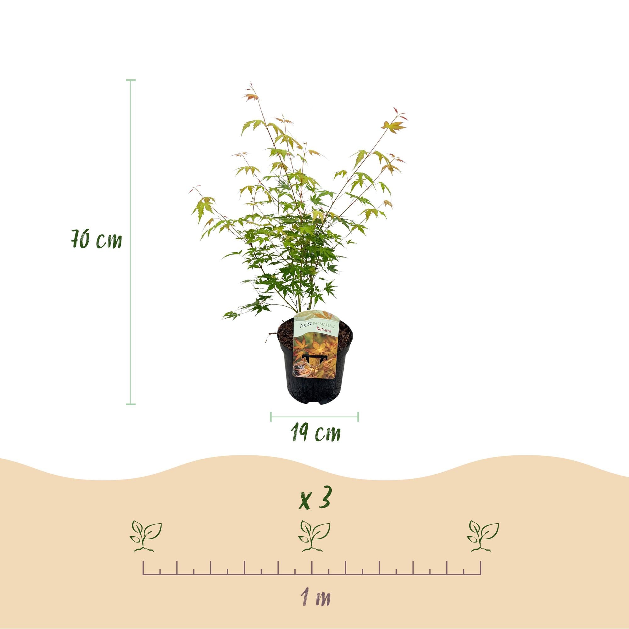 Green boutiQ – Terrassenpflanze – Japanischer Ahorn (Acer palmatum Katsura) – Orange – 2 Pflanzen – Laubabwerfend – Topf 19 cm, Höhe 70 cm