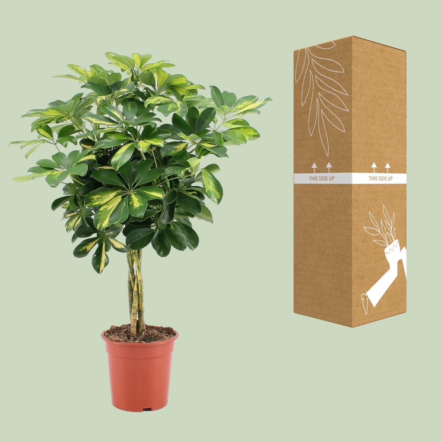 Schefflera Arboricola Capella Or - Ø19cm - ↕75cm