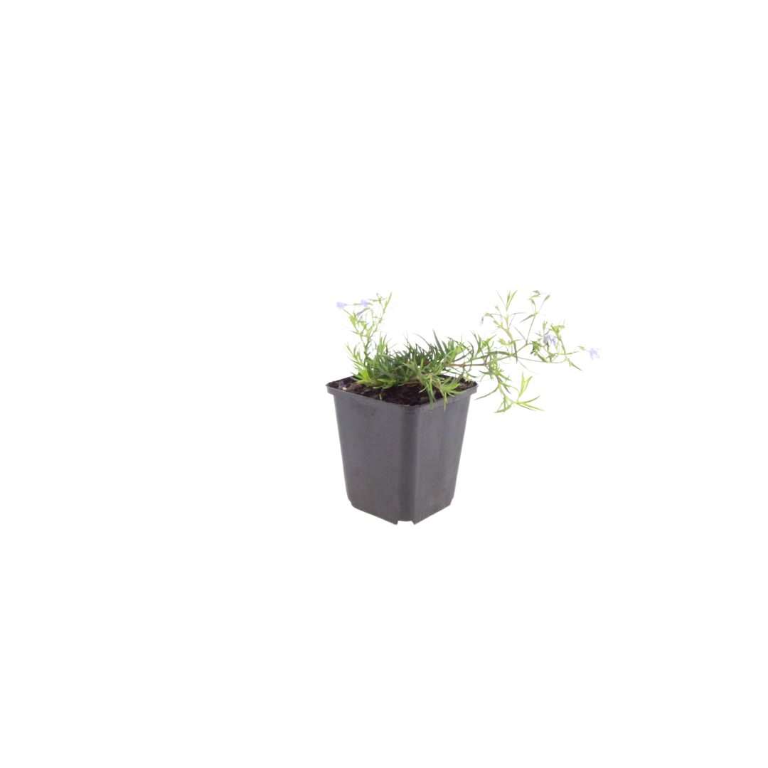 12x Phlox (S) 'Emerald Cushion Blue'- ↕10-25cm - Ø9cm
