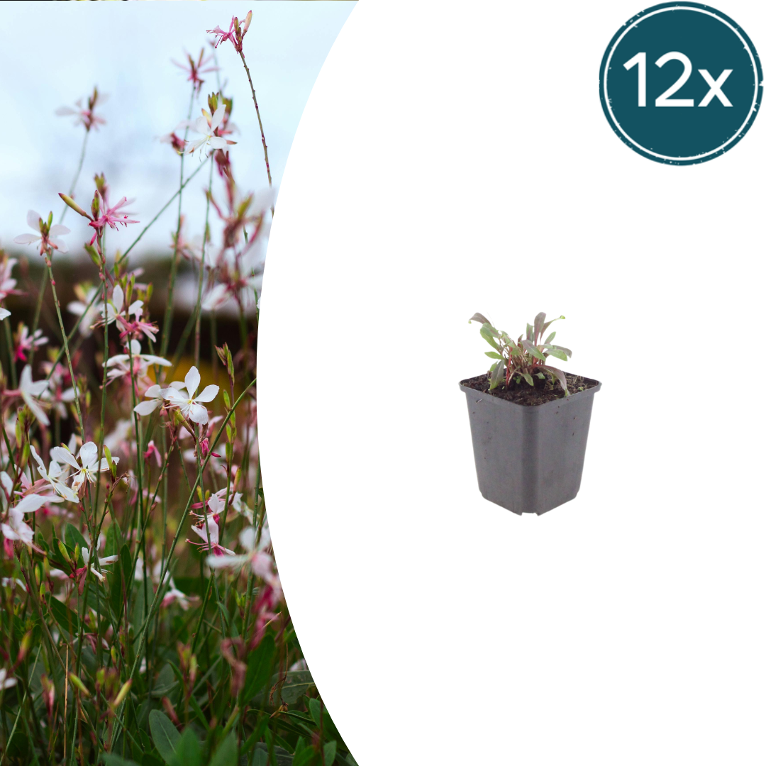 12x Gaura l. 'Siskiyou Pink' - ↕10-25cm - Ø9cm