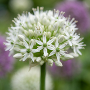 24x Allium Mount Everest - Bloembollen - Sierui - Wit - Zomerbloeier - Bolmaat 16/18