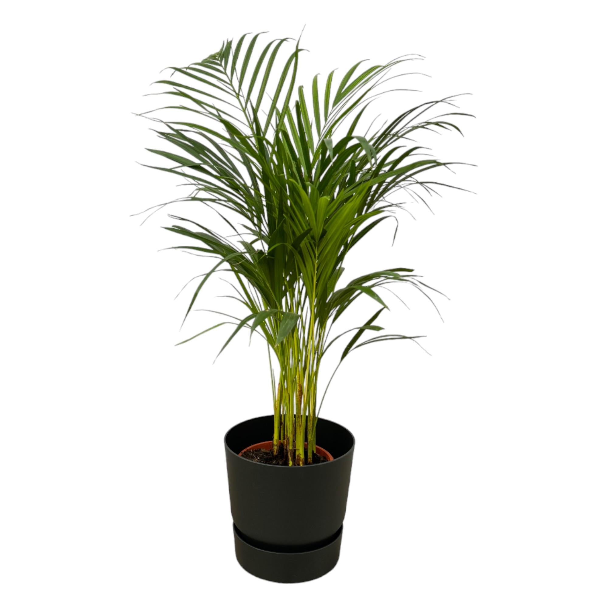 Areca-Palme - ↨85 cm - Ø19 cm inklusive elho Greenville Round schwarz D24xH23