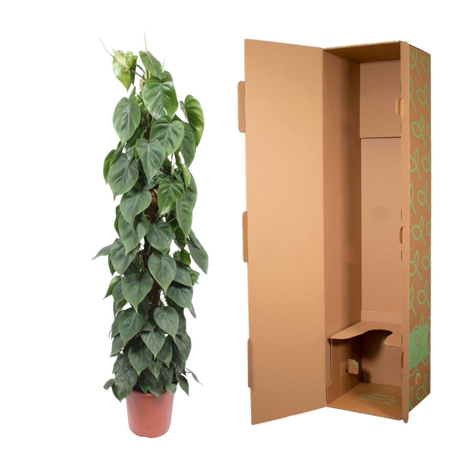 Bâton de mousse Philodendron Scandens - 150 cm - ø27