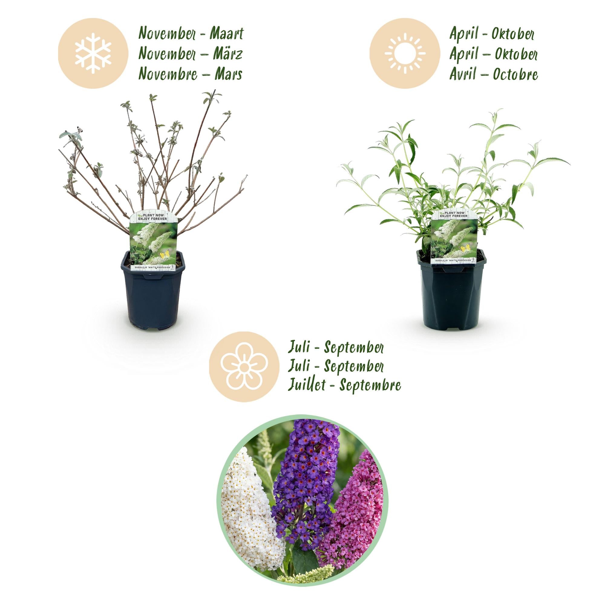 Buddleja davidii Tricolour - Vlinderstruik - Winterhard - Blauw - Roze - Wit - 3 Planten - Pot 17cm - Hoogte 45cm