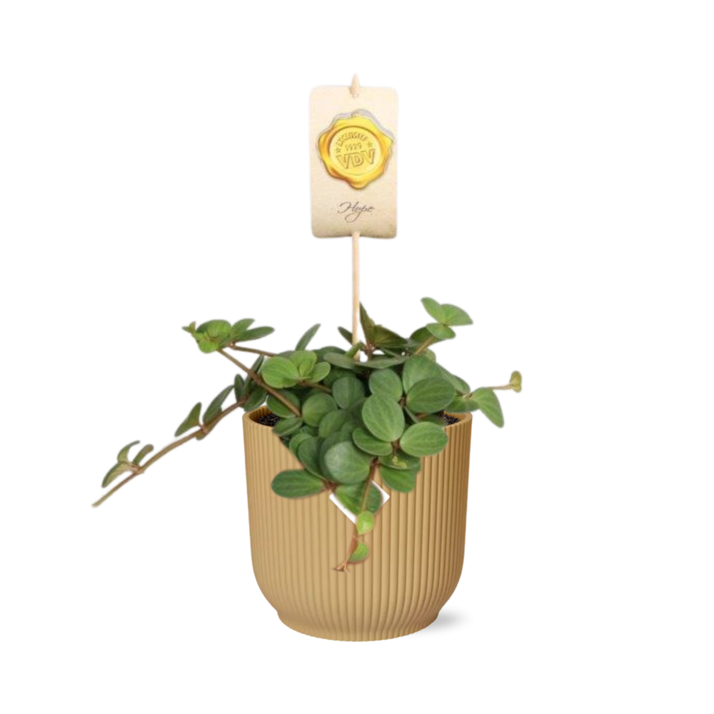 Peperomia 'Hope' in ELHO Vibes Fold 14cm gelb
