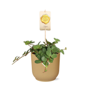 Peperomia 'Hope' in ELHO Vibes Fold 14cm gelb