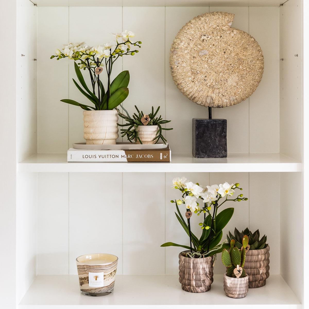 Kolibri Home | Offerta combinata - Vasi Marble Light